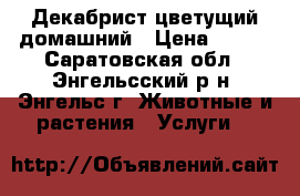 Декабрист цветущий домашний › Цена ­ 120 - Саратовская обл., Энгельсский р-н, Энгельс г. Животные и растения » Услуги   